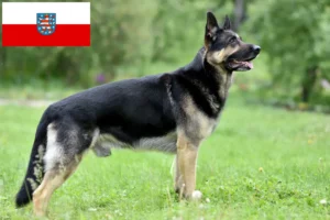 Read more about the article Østeuropæisk hyrdehundeopdrætter og hvalpe i Thüringen