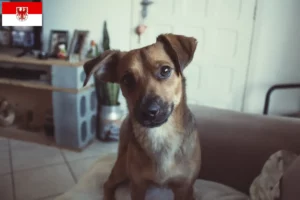 Read more about the article Østrigsk Pinscher opdrætter og hvalpe i Brandenburg
