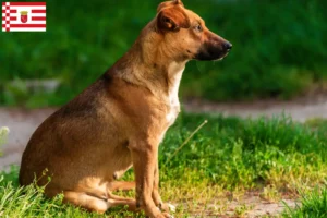 Read more about the article Østrigsk Pinscher opdrætter og hvalpe i Bremen