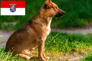 Read more about the article Østrigsk Pinscher opdrætter og hvalpe i Hessen