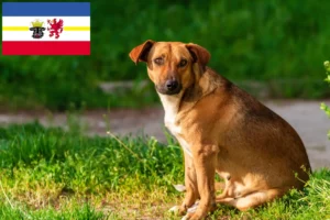 Read more about the article Østrigsk Pinscher opdrætter og hvalpe i Mecklenburg-Vorpommern