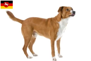 Read more about the article Østrigsk Pinscher opdrætter og hvalpe i Niedersachsen