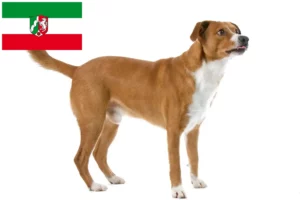 Read more about the article Østrigsk Pinscher opdrætter og hvalpe i Nordrhein-Westfalen