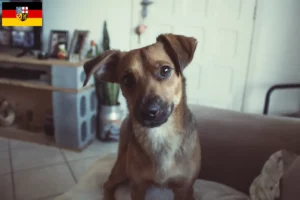 Read more about the article Østrigsk Pinscher opdrætter og hvalpe i Saarland