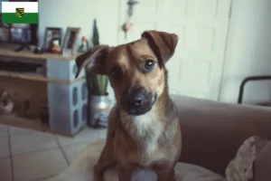 Read more about the article Østrigsk Pinscher opdrætter og hvalpe i Sachsen