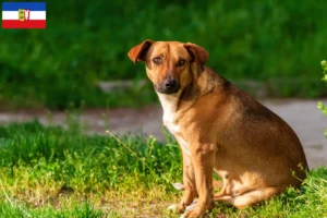Read more about the article Østrigsk Pinscher opdrætter og hvalpe i Slesvig-Holsten