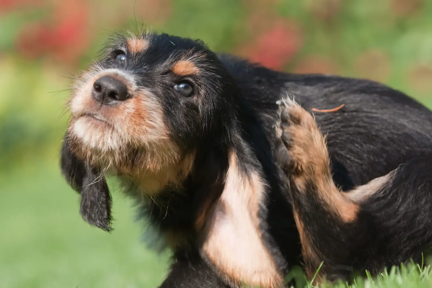 At købe en otterhundehvalp betyder at tage ansvar! Køb Otterhund-hvalpe.