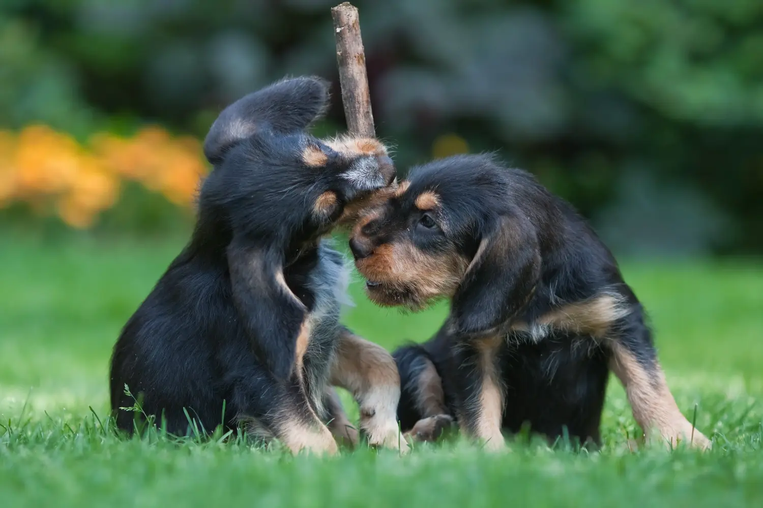 At købe en otterhundehvalp betyder at tage ansvar! Køb Otterhund-hvalpe.