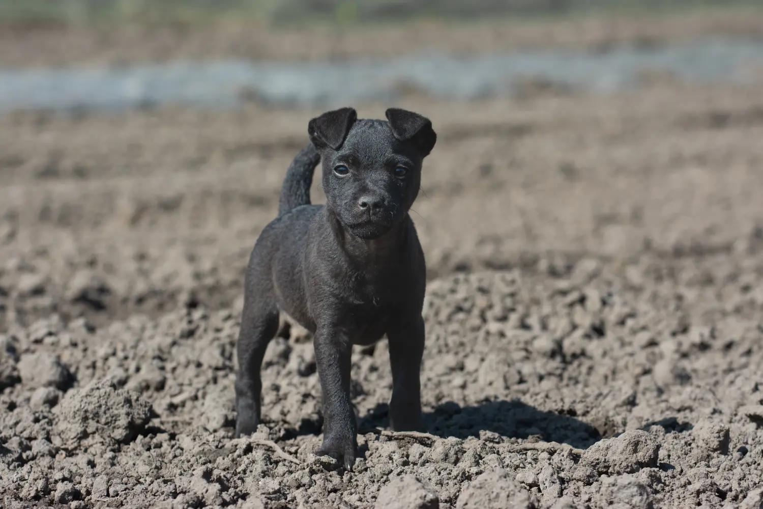 At købe en Patterdale Terrier-hvalp betyder at tage ansvar! Køb Patterdale Terrier hvalpe.