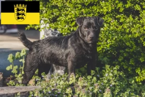 Read more about the article Patterdale Terrier opdrættere og hvalpe i Baden-Württemberg