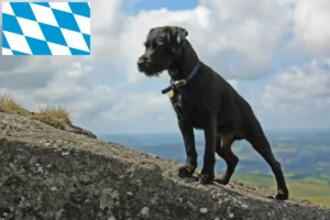 Read more about the article Patterdale Terrier opdrættere og hvalpe i Bayern