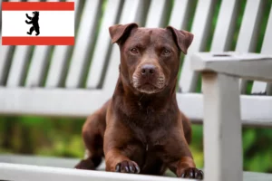 Read more about the article Patterdale Terrier opdrættere og hvalpe i Berlin