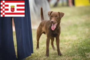 Read more about the article Patterdale Terrier opdrættere og hvalpe i Bremen