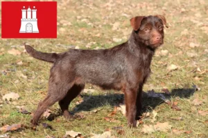 Read more about the article Patterdale Terrier opdrættere og hvalpe i Hamborg