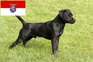 Read more about the article Patterdale Terrier opdrættere og hvalpe i Hessen