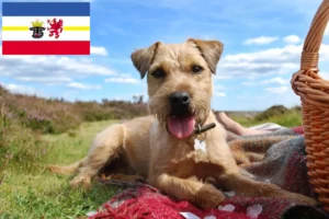Read more about the article Patterdale Terrier opdrættere og hvalpe i Mecklenburg-Vorpommern