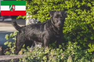 Read more about the article Patterdale Terrier opdrættere og hvalpe i Nordrhein-Westfalen