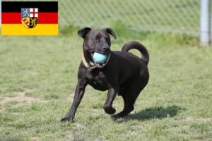 Read more about the article Patterdale Terrier opdrættere og hvalpe i Saarland