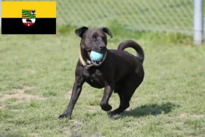 Read more about the article Patterdale Terrier opdrættere og hvalpe i Sachsen-Anhalt