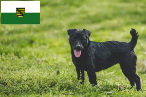 Read more about the article Patterdale Terrier opdrættere og hvalpe i Sachsen