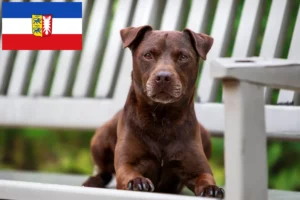 Read more about the article Patterdale Terrier opdrættere og hvalpe i Schleswig-Holstein