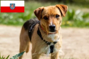 Read more about the article Patterdale Terrier opdrættere og hvalpe i Thüringen