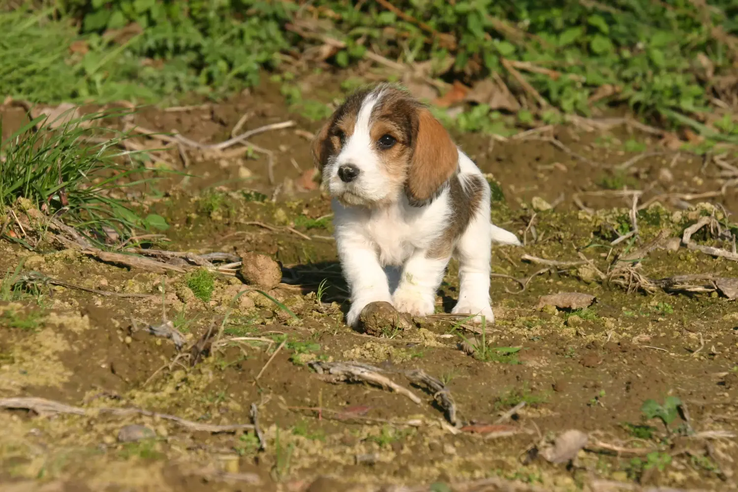 At købe en Petit Basset Griffon Vendéen-hvalp betyder at tage ansvar! Petit Basset Griffon Vendéen hvalpe til salg.