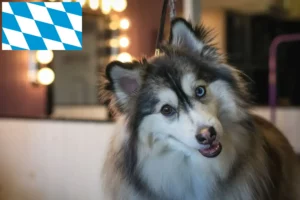 Read more about the article Pomsky-opdrættere og hvalpe i Bayern