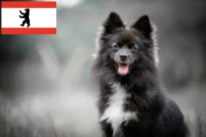 Read more about the article Pomsky-opdrættere og hvalpe i Berlin