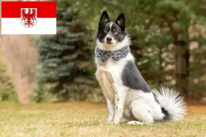 Read more about the article Pomsky-opdrættere og hvalpe i Brandenburg