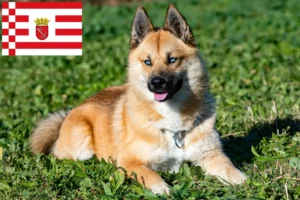 Read more about the article Pomsky-opdrættere og hvalpe i Bremen