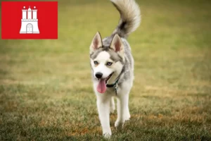 Read more about the article Pomsky-opdrættere og hvalpe i Hamborg