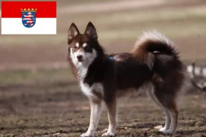 Read more about the article Pomsky-opdrættere og hvalpe i Hessen