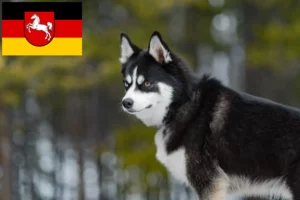 Read more about the article Pomsky-opdrættere og hvalpe i Niedersachsen