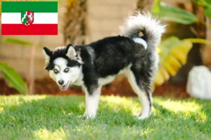 Read more about the article Pomsky-opdrættere og hvalpe i Nordrhein-Westfalen