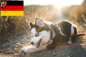 Read more about the article Pomsky-opdrættere og hvalpe i Rheinland-Pfalz