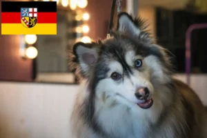 Read more about the article Pomsky-opdrættere og hvalpe i Saarland
