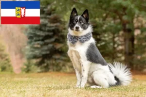 Read more about the article Pomsky-opdrættere og -hvalpe i Slesvig-Holsten