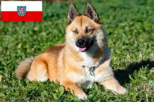 Read more about the article Pomsky-opdrættere og hvalpe i Thüringen