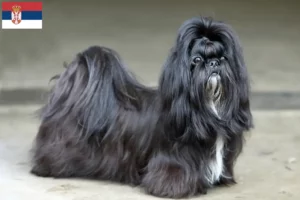 Read more about the article Shih Tzu opdrættere og hvalpe i Serbien
