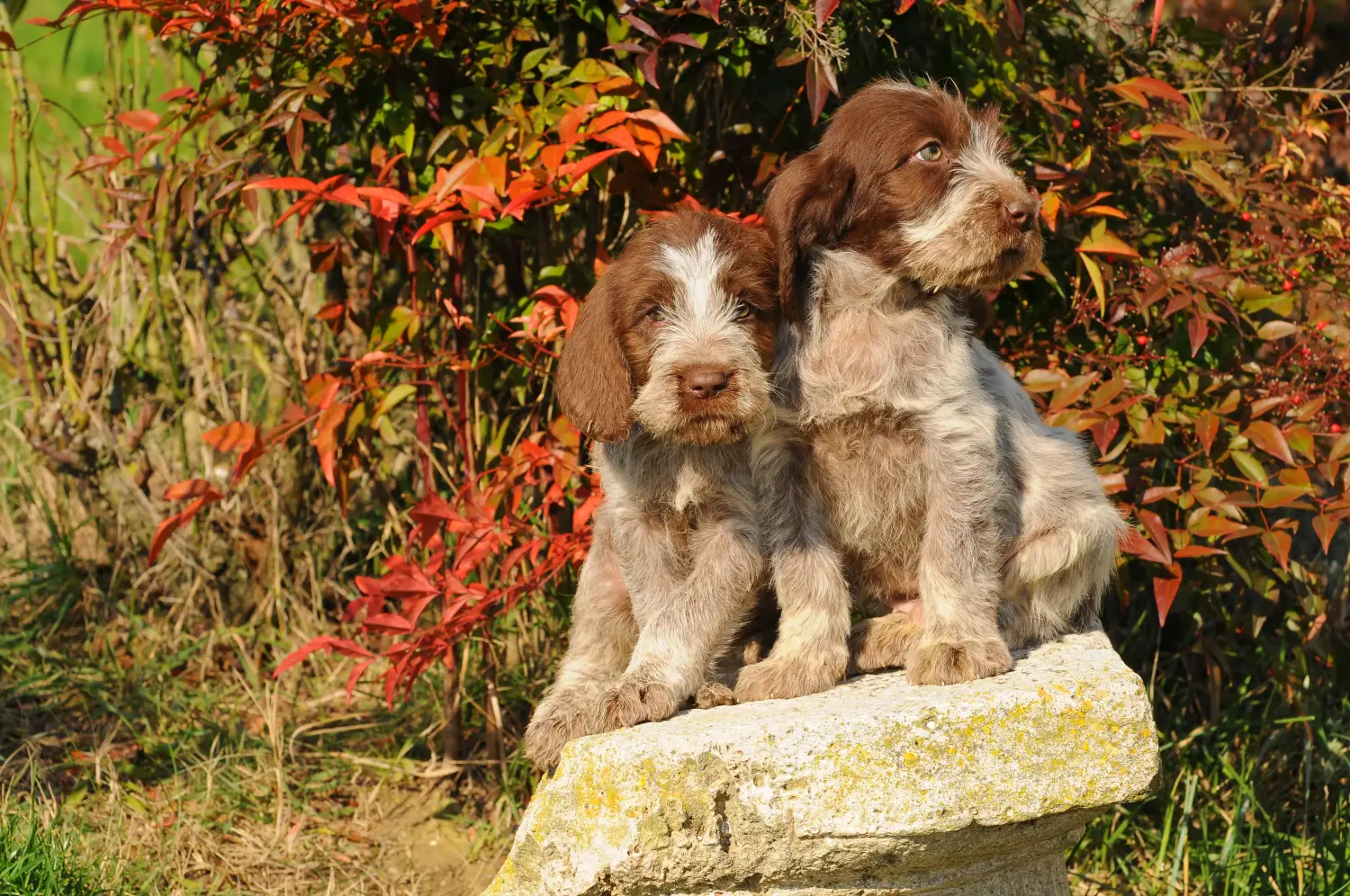 At købe en Spinone Italiano-hvalp betyder at tage ansvar! Køb Spinone Italiano hvalpe.