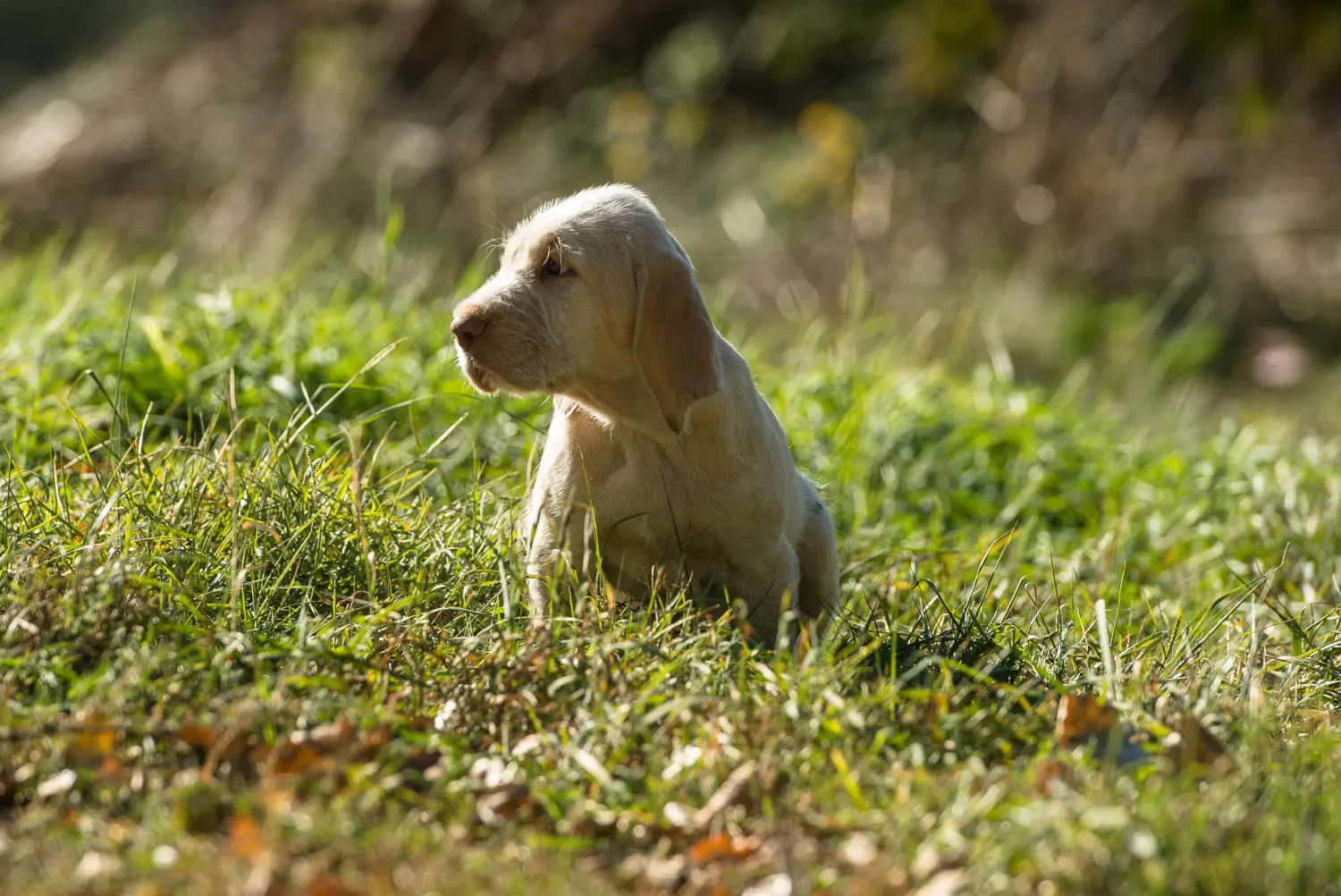 At købe en Spinone Italiano-hvalp betyder at tage ansvar! Køb Spinone Italiano hvalpe.