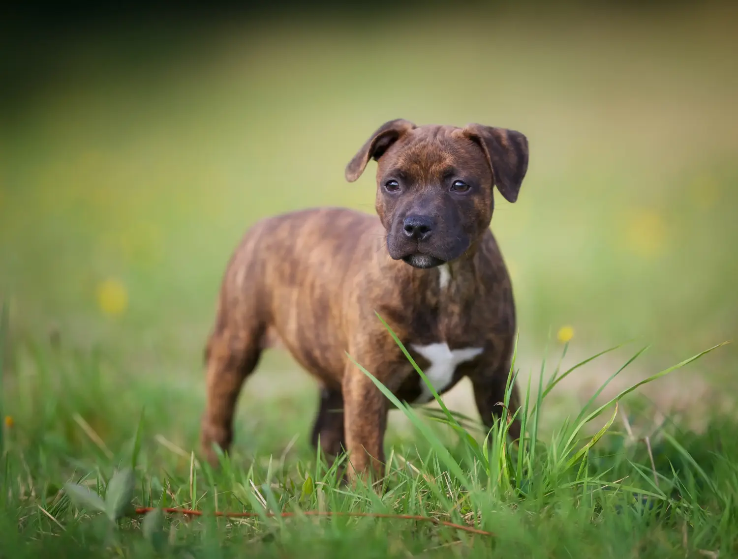 At købe en Staffordshire Bull Terrier-hvalp betyder at tage ansvar! Køb Staffordshire Bull Terrier hvalpe.