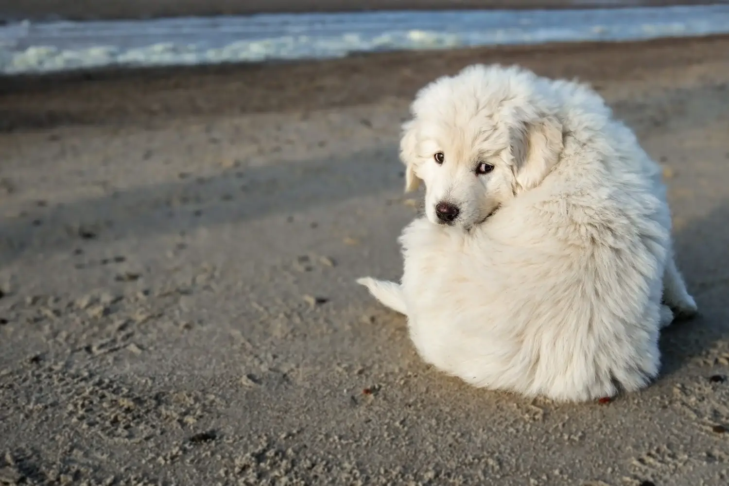 At købe en Tatra Sheepdog-hvalp betyder at tage ansvar! Køb Tatra fårehundehvalpe.