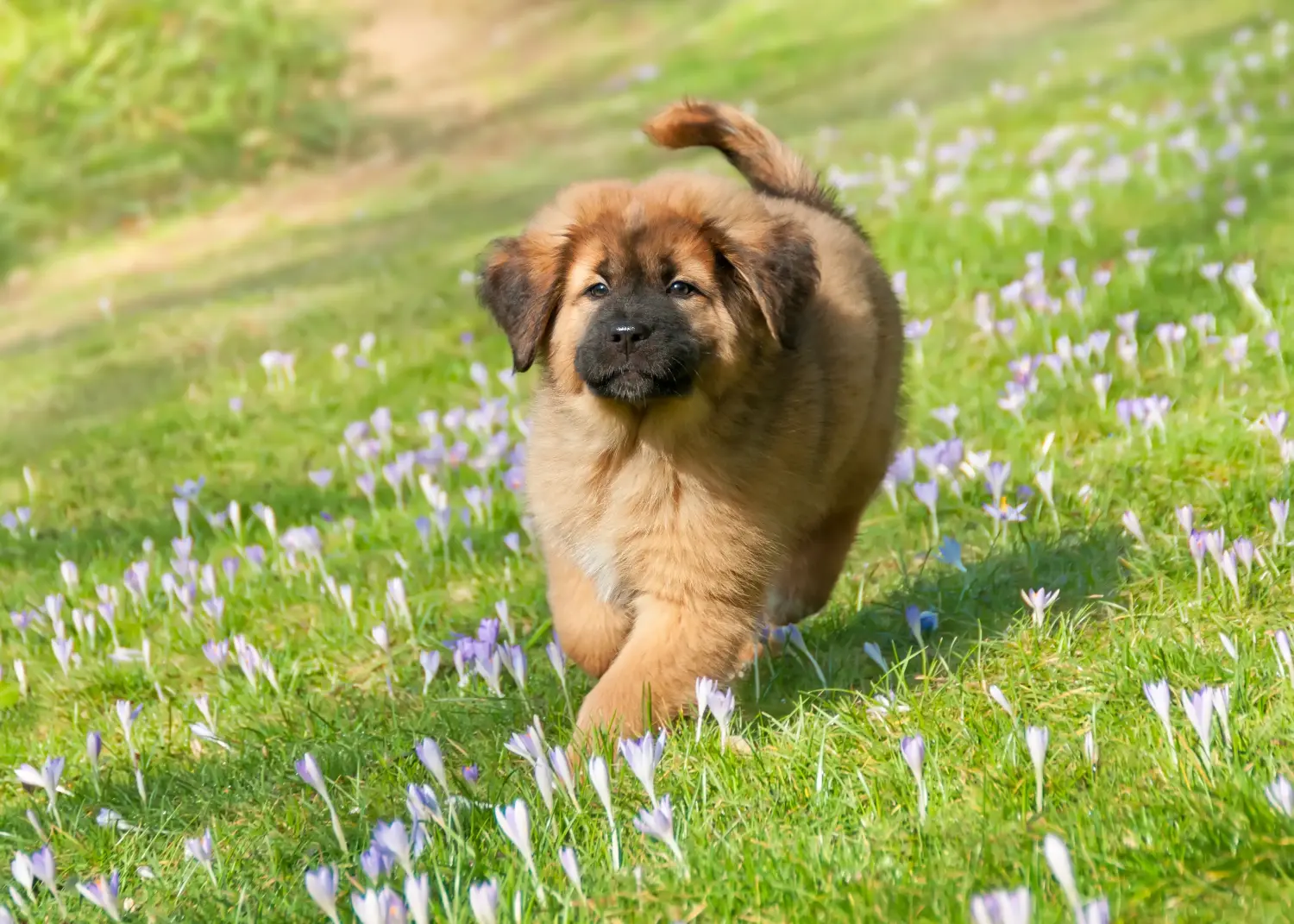 At købe en tibetansk mastiff-hvalp betyder at tage ansvar! Køb tibetanske mastiffhvalpe.