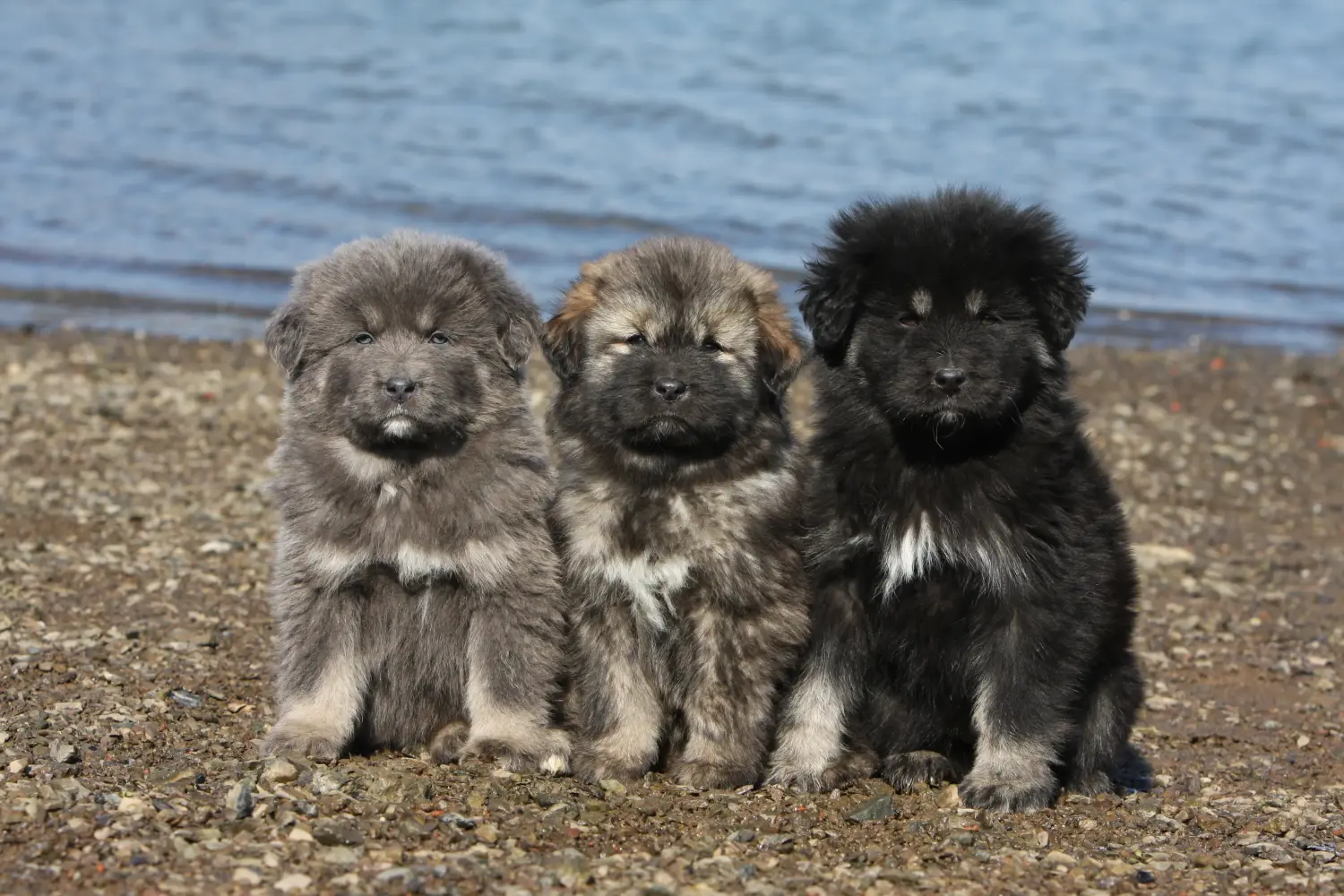 At købe en tibetansk mastiff-hvalp betyder at tage ansvar! Køb tibetanske mastiffhvalpe.