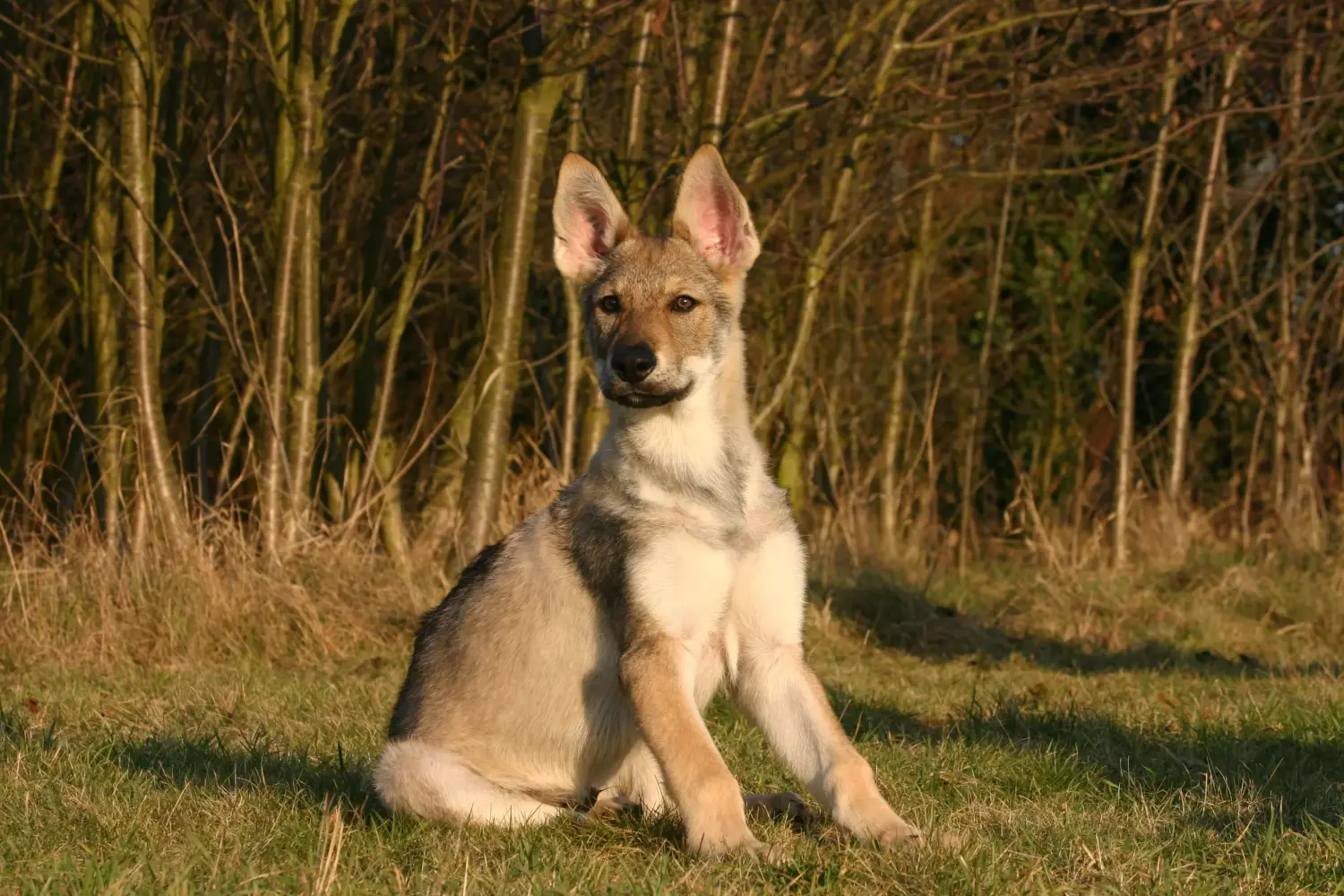 At købe en tjekkoslovakisk ulvehundehvalp betyder at tage ansvar! Køb tjekkoslovakisk ulvehundehvalpe.