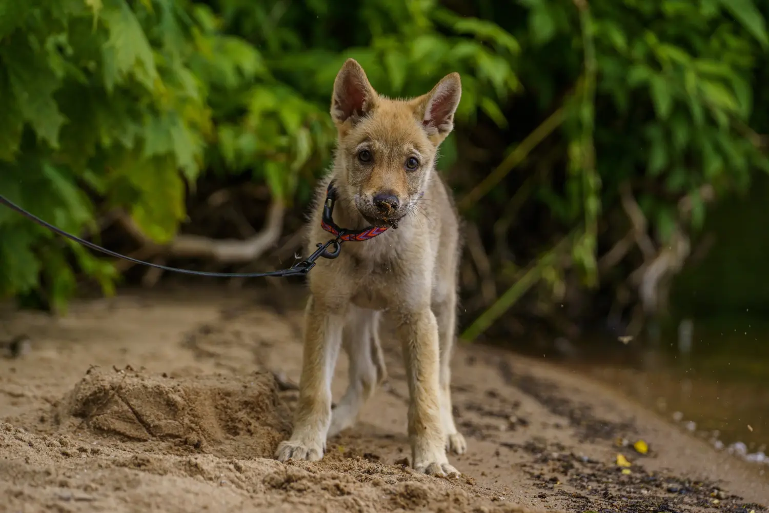 At købe en tjekkoslovakisk ulvehundehvalp betyder at tage ansvar! Køb tjekkoslovakisk ulvehundehvalpe.