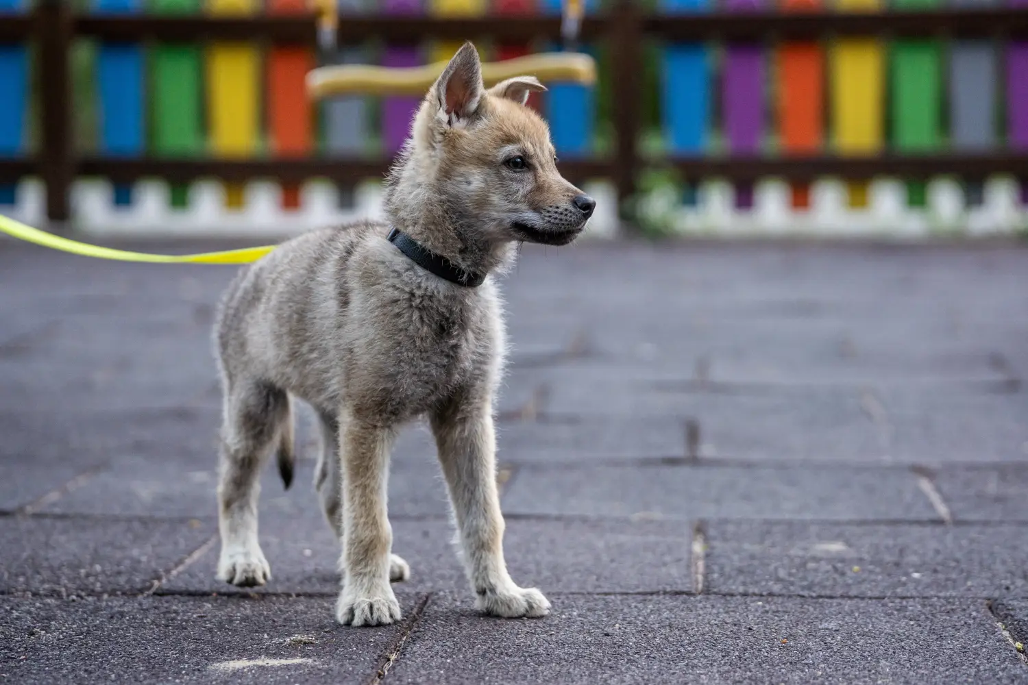 At købe en tjekkoslovakisk ulvehundehvalp betyder at tage ansvar! Køb tjekkoslovakisk ulvehundehvalpe.
