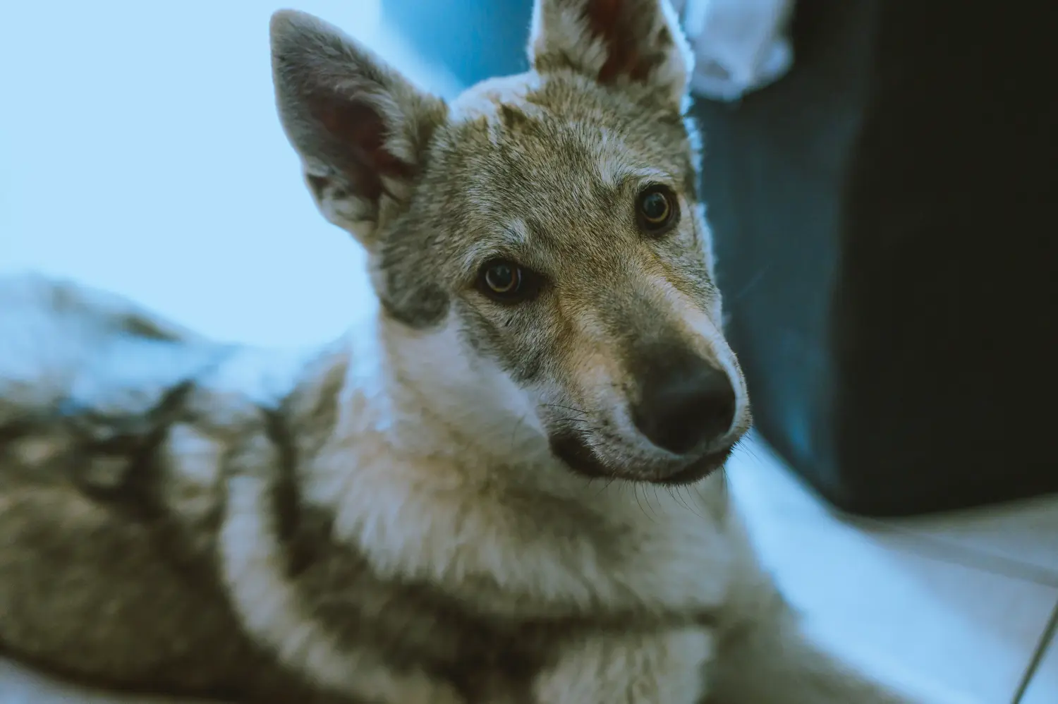 At købe en tjekkoslovakisk ulvehundehvalp betyder at tage ansvar! Køb tjekkoslovakisk ulvehundehvalpe.
